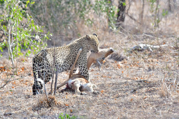 African leopard photo taken in Kruger National Park