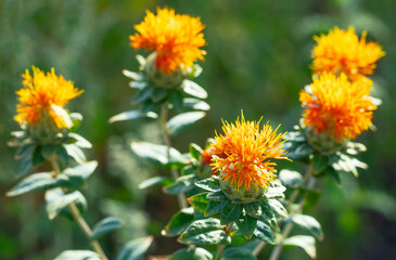 Blooming in the field of Carthamus tinctorius false saffron