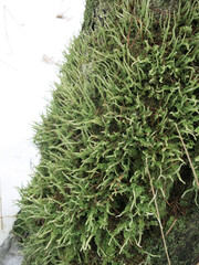 Long Moss on the south side of the tree trunk b