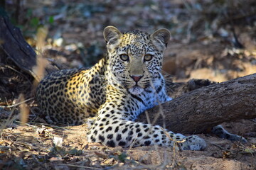 African leopard photo taken in Kruger National Park