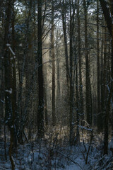 beautiful mystical winter forest, vertical image, good day
