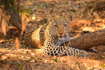African leopard photo taken in Kruger National Park
