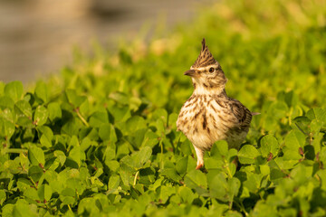Eurasian Skylark Alauda arvensis Costa Ballena Cadiz