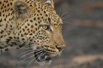African leopard photo taken in Kruger National Park