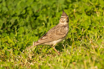 Eurasian Skylark Alauda arvensis Costa Ballena Cadiz
