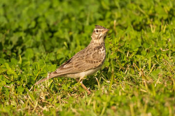 Eurasian Skylark Alauda arvensis Costa Ballena Cadiz