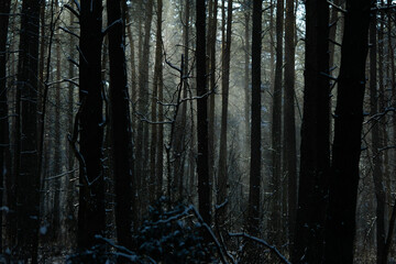 beautiful mystical winter foggy forest, good day