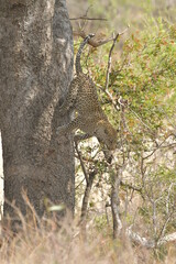 African leopard photo taken in Kruger National Park