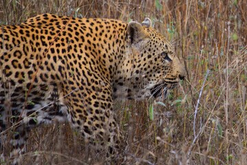African leopard photo taken in Kruger National Park