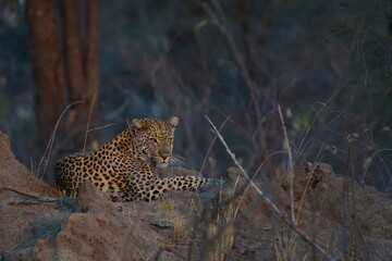 Fototapeta na wymiar African leopard photo taken in Kruger National Park