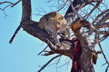African leopard photo taken in Kruger National Park