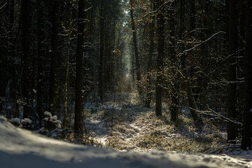 scenic trail in a fairytale winter forest