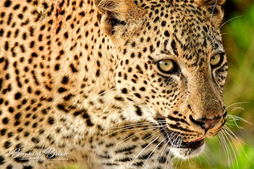 African leopard photo taken in Kruger National Park