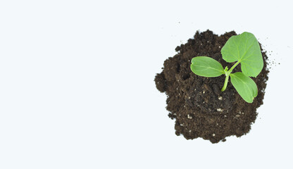 Young sprout. Cucumber sprout growing out of the ground on an isolated white background.