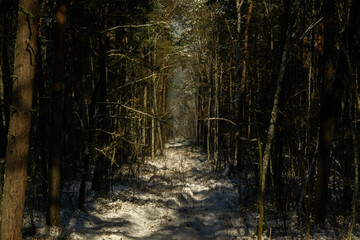 scenic trail in a fairytale winter forest, good day