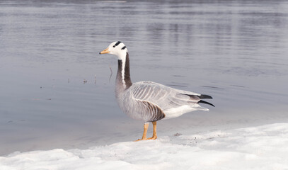 beautiful mountain goose in the snow near the river