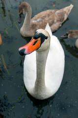 white swans group on the lake swim well under the bright sun