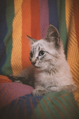 gato siames atigrado fondo arcoiris