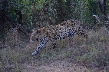 African leopard photo taken in Kruger National Park