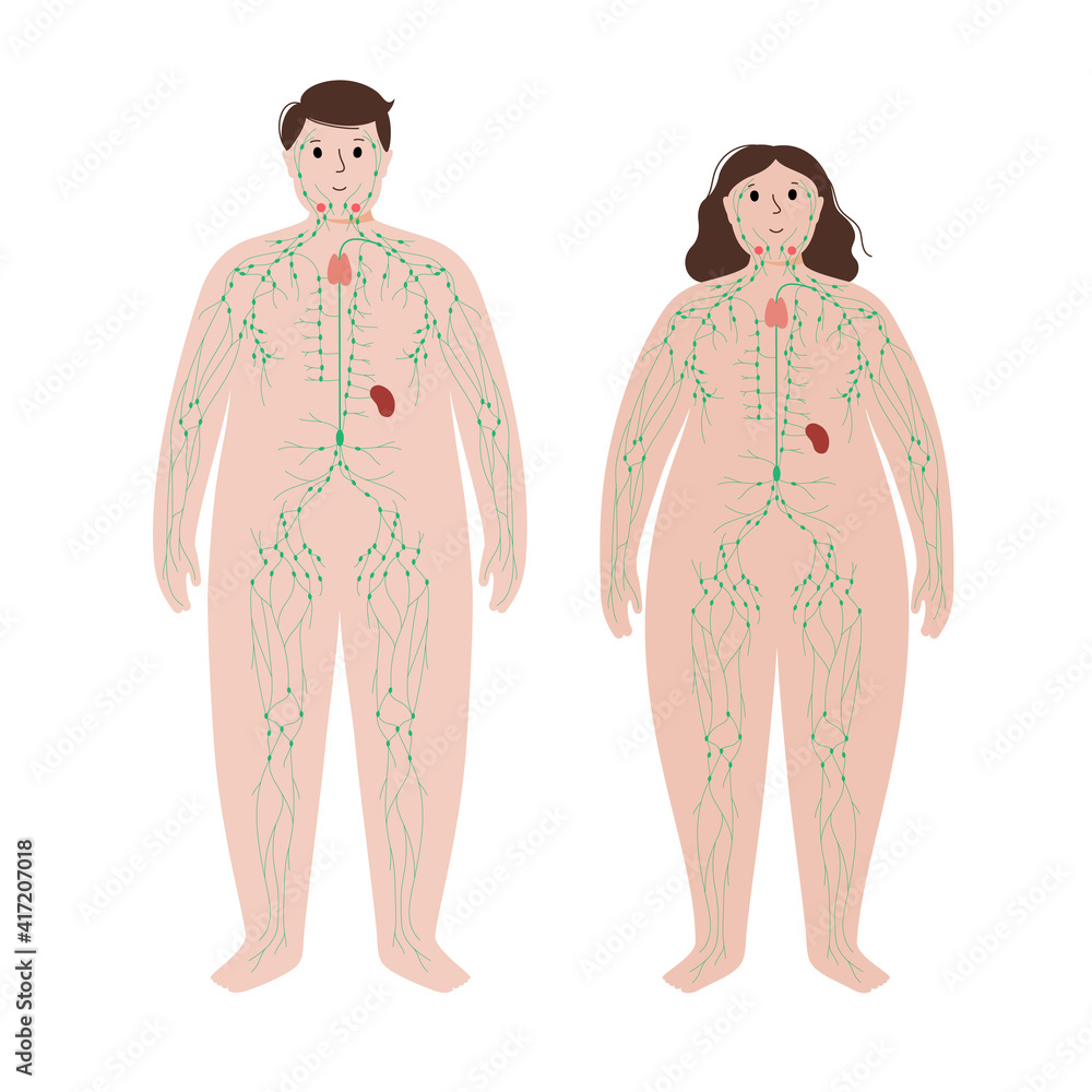 Wall mural Lymphatic system in obese body