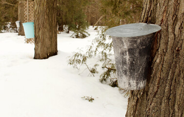Fototapeta premium Row of three buckets hooked up to maple trees to collect sap for maple syrup creation.