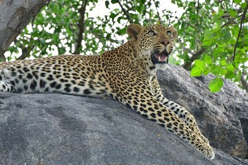 African leopard photo taken in Kruger National Park