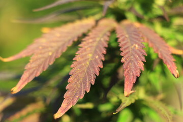 Feuille de Cannabis rouge