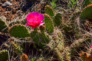 Flowering cactus plants, Pink flowers of Opuntia polyacantha in Canyonlands National Park, Utha