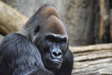Obraz premium Gorilla
