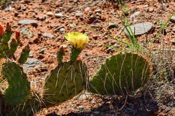 Flowering cactus plants, Yellow flowers of Opuntia polyacantha in Canyonlands National Park, Utha