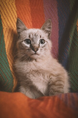 Fototapeta na wymiar gato siames atigrado fondo arcoiris