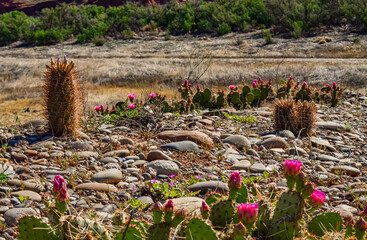 Flowering cactus plants, Pink flowers of Opuntia polyacantha in Canyonlands National Park, Utha