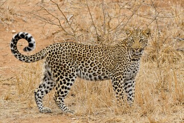 African leopard photo taken in Kruger National Park