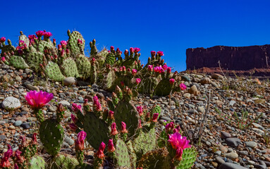 Flowering cactus plants, Pink flowers of Opuntia polyacantha in Canyonlands National Park, Utha