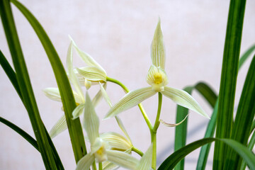 Obraz premium Traditional Chinese Flower Orchid