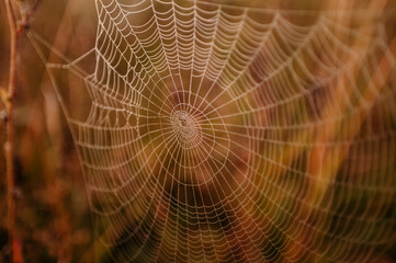 Sprider web. Sunrise in the field covered fogs.  Close up fragile spider web with water drops.