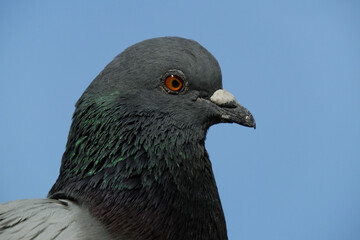 portrait of a rock pigeon on a blue sky background