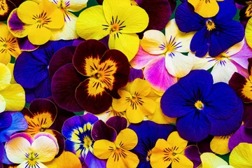 Fototapeten Closeup of colorful pansy flower.Beautiful flowers pattern as background. © sanna
