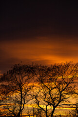 Fototapeta na wymiar Pattern of dried tree braches texture against red sunset sky. Silhouette of brach of tree.