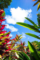 tropical plants of various colors with blue sky Caribbean plants.