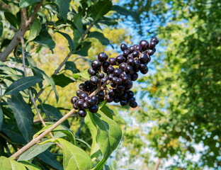 Phytolacca americana, the American pokeweed or simply pokeweed, is a herbaceous perennial plant in the pokeweed family Phytolaccaceae