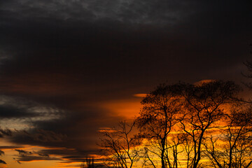 Pattern of dried tree braches texture against red sunset sky. Silhouette of brach of tree.