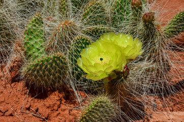 Flowering cactus plants, Yellow flowers of Opuntia polyacantha in Canyonlands National Park, Utha