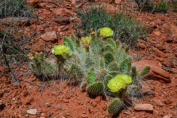 Flowering cactus plants, Yellow flowers of Opuntia polyacantha in Canyonlands National Park, Utha