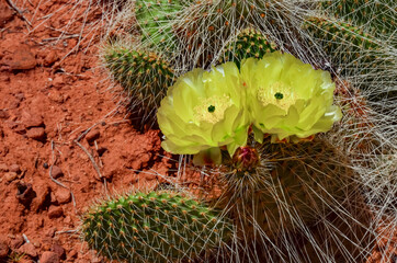 Flowering cactus plants, Yellow flowers of Opuntia polyacantha in Canyonlands National Park, Utha