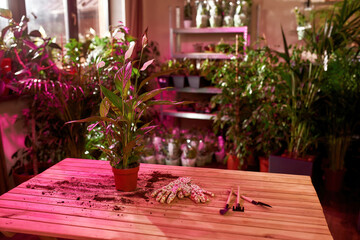 Blooming plant in pot standing on wooden table