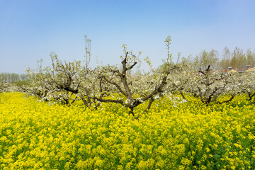 Spring pear flower, rape flower blooming, beautiful pastoral scenery.