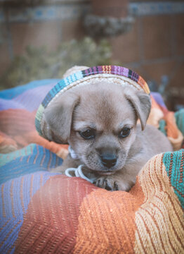 Cachorro Raza Chihuahua Con Sombrero