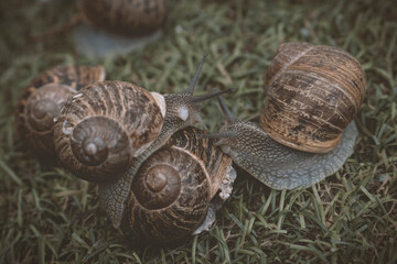 caracoles en el césped
