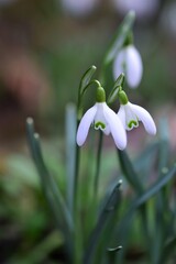 Galanthus - Snowdrops in the bed as a close up